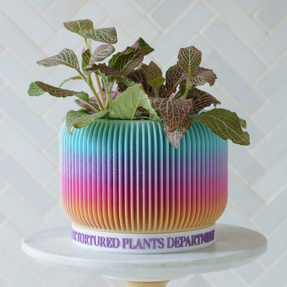 Rainbow ribbed planter with a speckled leafy plant